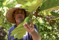 Climate change has given this tropical fruit warm welcome in Florida yards