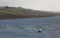 Ireland drafting legislation to end aquaculture license loophole
