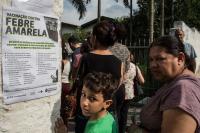 Brazil's First Urban Yellow Fever Outbreak in Nearly a Century May Have Been Fueled by a Surprising Culprit