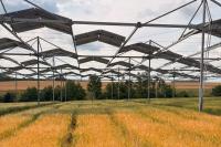 Study finds arable crops adapt surprisingly well to agrivoltaic shading