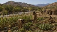 Native American Agriculture Predates European Colonization