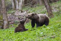 First wolves, now bears: Eastern Europe wants the EU to roll back wildlife protections