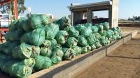 Lesotho’s millionaire posts strong cabbage harvest