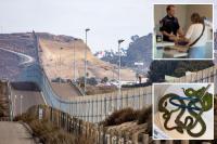 Sick way smugglers snuck vipers, caimans and crocodile over US-Mexico border