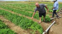 Curaçao Extends Low-Interest Financing Program for Local Agricultural Entrepreneurs
