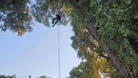 Arizona tree-sit protest against border wall branches into Mexico