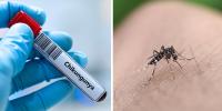 Mosquito crackdown amid outbreak of Chikungunya in south-west France