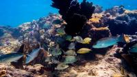 Can Florida’s Coastal Corridor Project Safeguard Wildlife and Boost Economy?