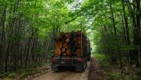 Forest Service moves ahead to end rule blocking logging in national forests