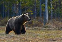 AG Labrador Presses for Grizzly Bear Delisting and State Control over Management
