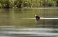 WATCH: Fish eagle ‘swims’ across St Lucia estuary with hefty catch
