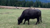 B.C.'s proposed changes to food processing on ALR get mixed reviews from farmers