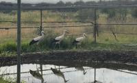 White Storks Make Historic Return to the English Midlands After 600-year Absence