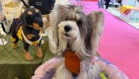 Asia's largest pet show kicks off in Shanghai