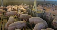 Steady pork supply brings consumer deals, producer puzzles