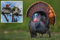 California beach town crowned best weekend escape has a serious wild turkey problem