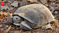 Mississippi landowners restored woodland for gopher tortoises; two decades later the same...