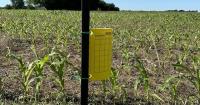 Corn leafhopper confirmed in Southwest Missouri