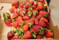 U.S. sets preliminary anti-dumping duties on Mexican strawberries