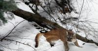 Letter: Utah’s mountain lion statute is about protecting profit, not livestock. It should be repealed.