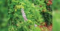 Consider Japanese wisteria vines for Northern Utah landscapes