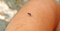 West Nile Virus detected in mosquitoes in Virginia Beach