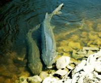 Lake Sturgeon Can Live Hundreds of Years, Surprised Researchers Find