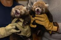 See the Cutest Photos of Three Red Panda Cubs Born at the Smithsonian's Conservation Biology Institute This Summer