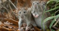 SilkParasite Threatens Central Asian Orgs With Flurry of RATs