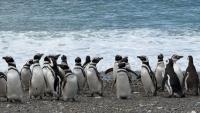 Crucial satellite map developed to protect Magellanic penguins in Cabo Vírgenes, Argentina