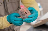 Archaeologists unveil skeletal remains they believe to be part of a ritual offering