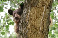 Bear attacks, injures man at apartment complex in Colorado mountain town