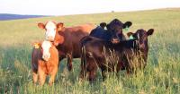 Agriculture Land Values Hitting Record Levels Across the Nation