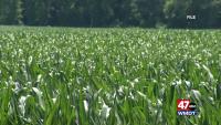 Farmers Turn Up for Soil Health Field Day