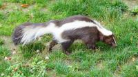 NJ dog quarantined after fight with rabid skunk, health officials say