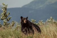 Colorado Parks and Wildlife reports bear attack in Eagle County 