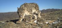 A Legacy for Snow Leopards