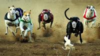 Chilean deputies approved a bill that bans greyhound racing, it is very close to becoming law