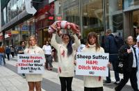 H&M: Stop Selling Wool and Leave Sheep Alone