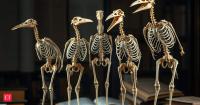Bird evolution didn’t happen steadily: AI reveals 45 million years of climate-driven changes in skeletons