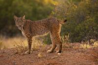 Iberian lynx: How conservation brought this wild cat back from the brink of extinction