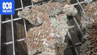 Fish feed giant Skretting fires back over Facebook claims of contamination