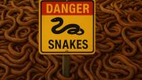 Stowaway snake causes ecological domino effect