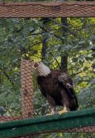 US wildlife officials reverse on directive to euthanize bald eagle in Tennessee