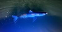 As white sharks are spotted in Maine waters more frequently, beachgoers adjust to sharing
