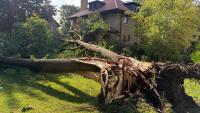 Storm causes major tree damage in Milwaukee area