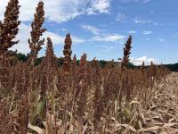 Rice, corn harvest begin in Arkansas