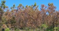 Arkansas forestry cost-share program deadline extended to August 28