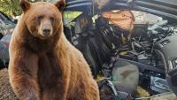 Unfortunate Colorado Resident Discovers Dead Bear Inside Car It Destroyed After Getting Stuck Inside