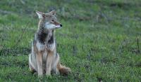 History of the Division of Wildlife: The Ohio Country